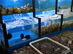 水产区-老东镇啤酒屋海鲜加工·蒸汽海鲜·海鲜烧烤(台东店)