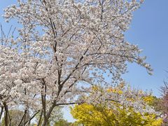 -羊山湖公园