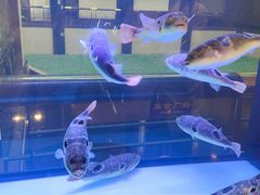 -肆月河豚·淮扬菜·湘菜(华天店)