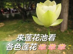 -莲花池公园