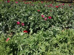 -国家植物园南园