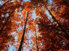 -黄海国家森林公园