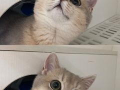 -lincat·猫舍(广州店)