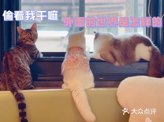 藏身于复古三层小洋房里的猫咖馆 你去过了吗