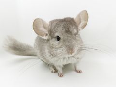 -龙猫仔乐园(惠福东路店)