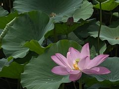 -莲池书院博物馆