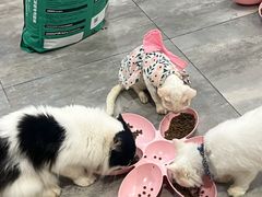 -楼上猫咖(罗湖店)