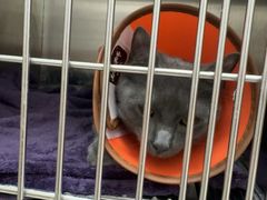 -瑞派康怡24h宠物医院·犬猫医疗中心·微创绝育(瑞景分院)