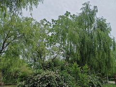 -白鹭湾湿地公园