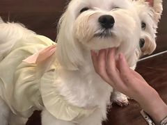 -小狗上班·狗咖·猫咖·小奶狗·摄影(南山店)