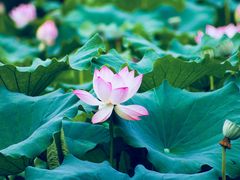 -三圣花乡旅游区