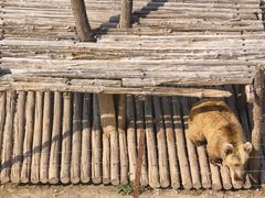 -青藏高原野生动物园
