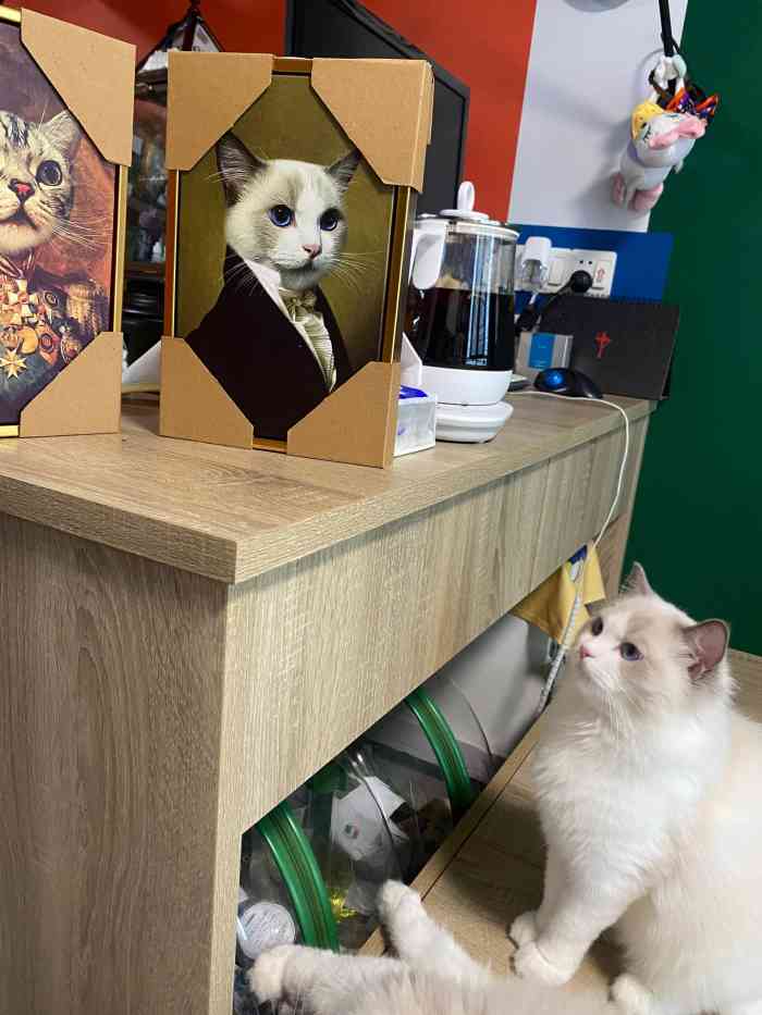 babydoll cat space 猫舍空间站(tx淮海店)-"【项目】其他地方不大