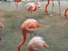 -东部华侨城