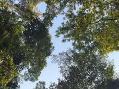 -西双版纳原始森林公园