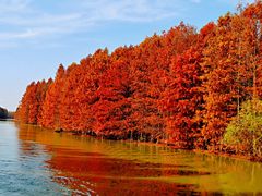 -上海海湾国家森林公园