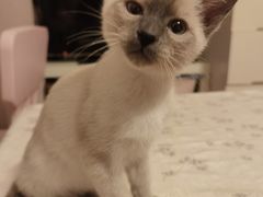-纳吉亚猫专科动物医院博雅分院