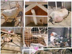 -J Create城市露营咖啡·简餐·宠物(上海动物园店)