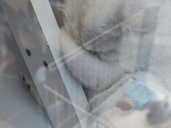 -萌兽医馆·眼科·异宠专科(三里屯店)