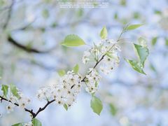 -莲花山公园
