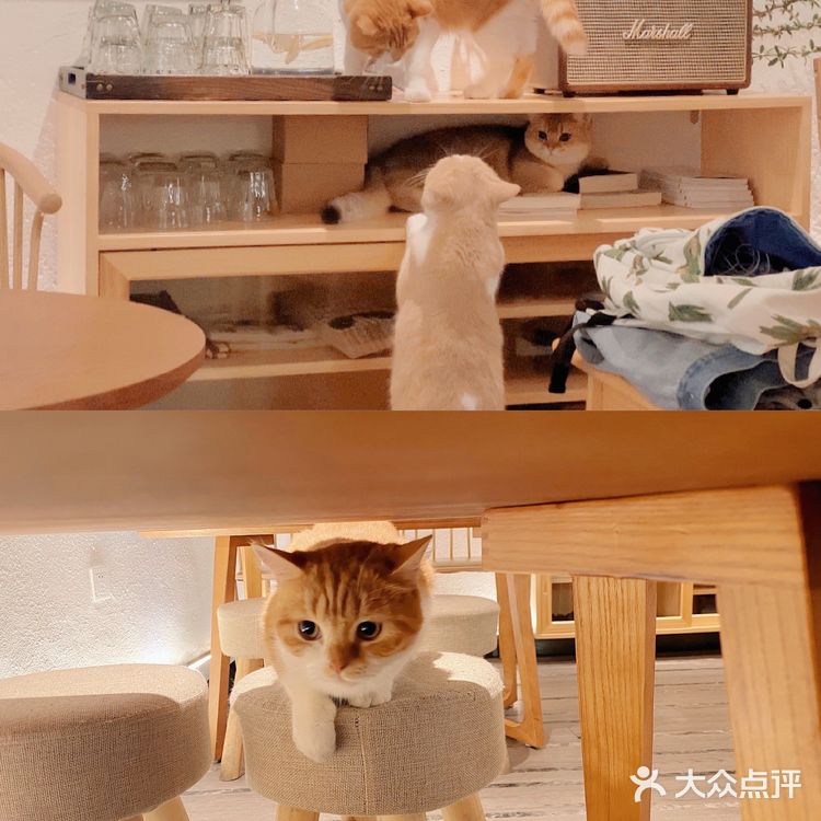 天津🐈探店｜是香软软的小猫咪呀🦷  