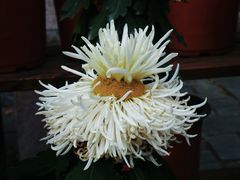 -北京植物园-展览温室