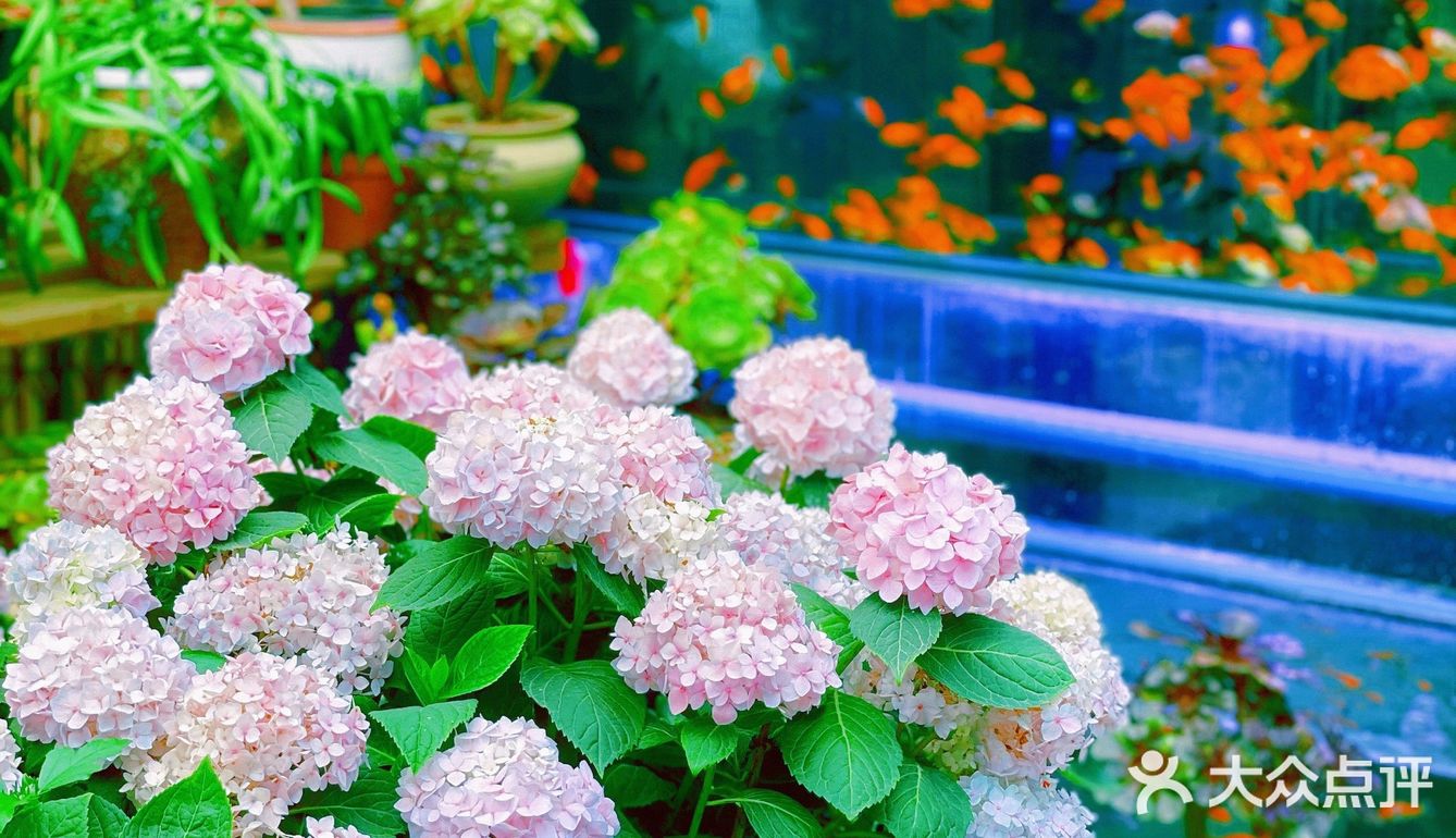 ✅夏天的味道就是多彩/花市小日常
