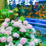 ✅夏天的味道就是多彩/花市小日常
