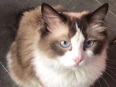 -喵屿·大理花园猫咖