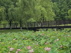 -沐仙湖湿地公园