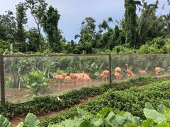 -海南热带野生动植物园
