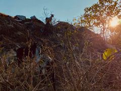 -黄埔油麻山森林公园