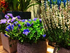 -双季花艺园艺市场(浦东店)