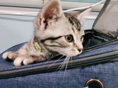 -纳吉亚猫专科动物医院·北北分院