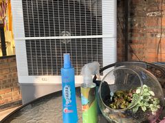 -柴犬高等学院·狗咖·柴犬售卖·宠物训练