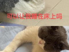 -lincat·猫舍(广州店)