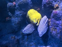 -新加坡海洋生态馆