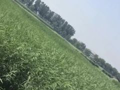 -白洋淀景区