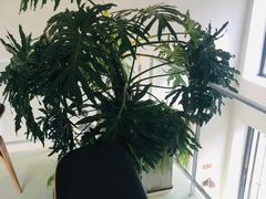 -小意思咖啡店(草桥店)