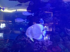 iphone_upload_pic-碧桂园凤凰城酒店(南京店)