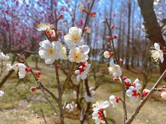-梅花山(明孝陵内)