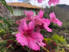 -优游吧斯邹族文化部落