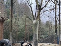 -都江堰中华大熊猫苑
