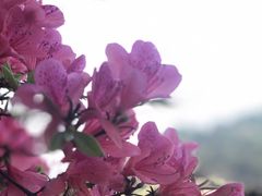 -木兰云雾山