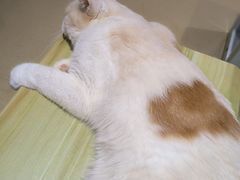 -藏猫猫咖啡主题馆(中央大道店)