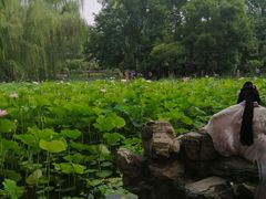 -莲湖公园