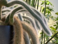 -自由生长植物工作室(深港花卉中心店)
