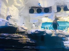 -华夏文旅海洋公园