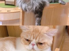 -猫和宫(六道口店)