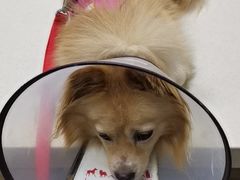 -爱侣·安琦尔宠物医院·中兽医针灸·心内科·狂犬免疫点(宝山区院)